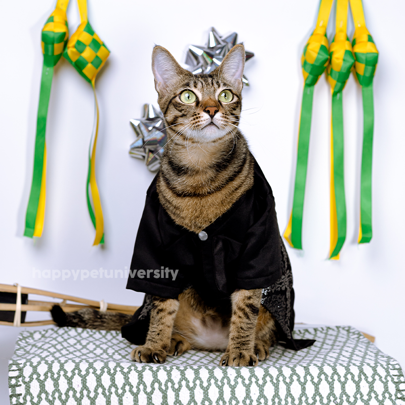 [BUATAN MAS] BLACK Premium Baju Melayu Kucing Baju Kurung Baju Raya Kucing Raya Aidilfitri Pet Clothing Costume