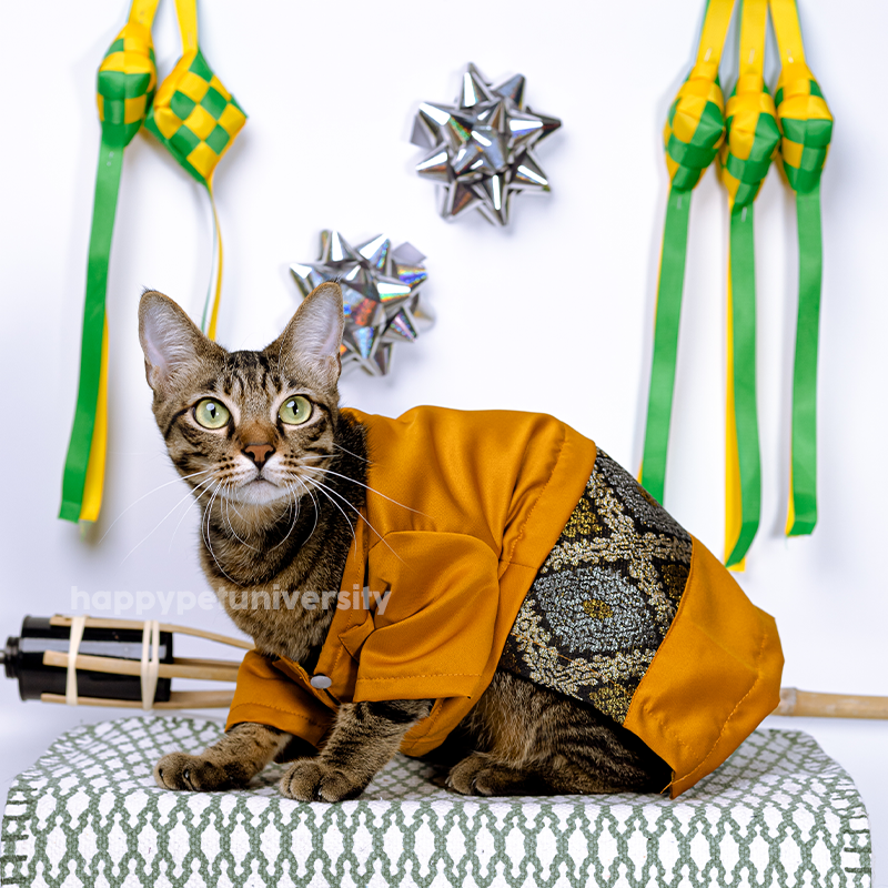 [BUATAN MAS] ORANGE Premium Baju Melayu Kucing Baju Kurung Baju Raya Kucing Raya Aidilfitri Pet Clothing Costume