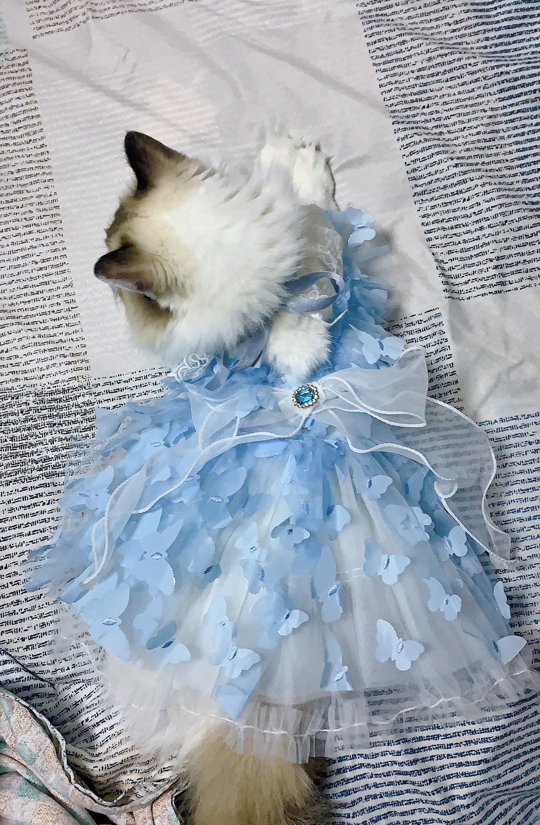 Sky Blue Butterfly Huge Ribbon Lolita Dress