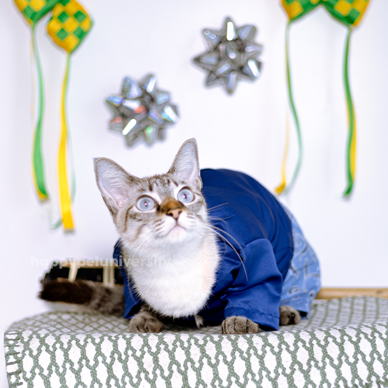 [BUATAN MAS] ROYALE BLUE Premium Baju Kurung Kucing Baju Melayu Baju Raya Kucing Raya Aidilfitri Pet Clothing Costume