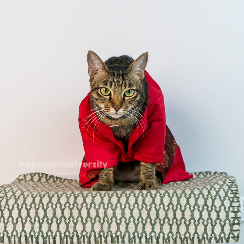 [BUATAN MAS] MAROON Premium Baju Melayu Kucing Baju Kurung Baju Raya Kucing Raya Aidilfitri Pet Clothing Costume